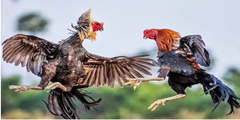 Đá gà 32WIN có dễ thắng hay không?