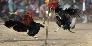 Đá gà Thomo - Trải nghiệm tựa game đẳng cấp hấp dẫn